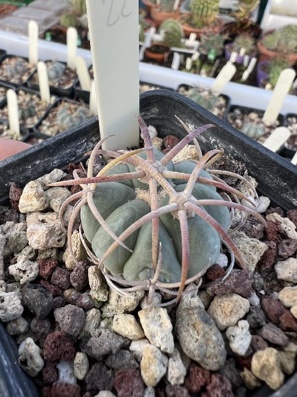 Echinocactus_horizonthalonius_El_Portento_Dur.jpeg